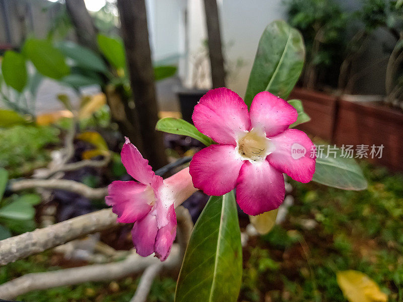 日本凤仙花。(Adenium obesum)